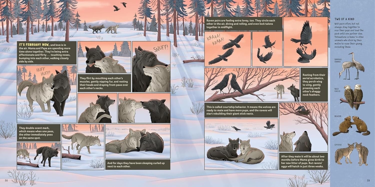 What Goes on Inside a Wolf Pack: Follow the Adventures of a Wolf Family in Yellowstone National Park - Hardcover 8-10 yrs, photo 3 of 4