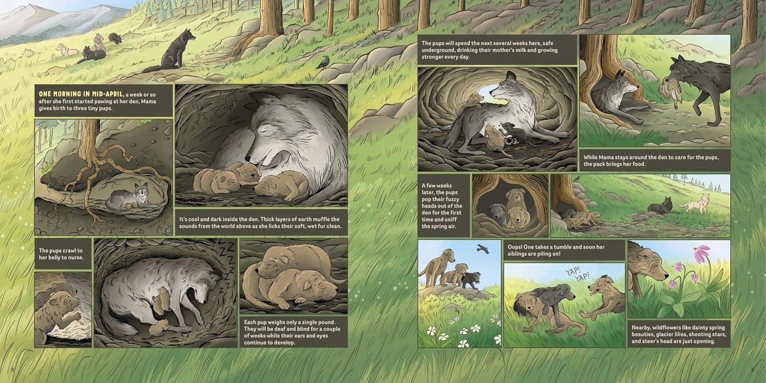 What Goes on Inside a Wolf Pack: Follow the Adventures of a Wolf Family in Yellowstone National Park - Hardcover 8-10 yrs, photo 2 of 4