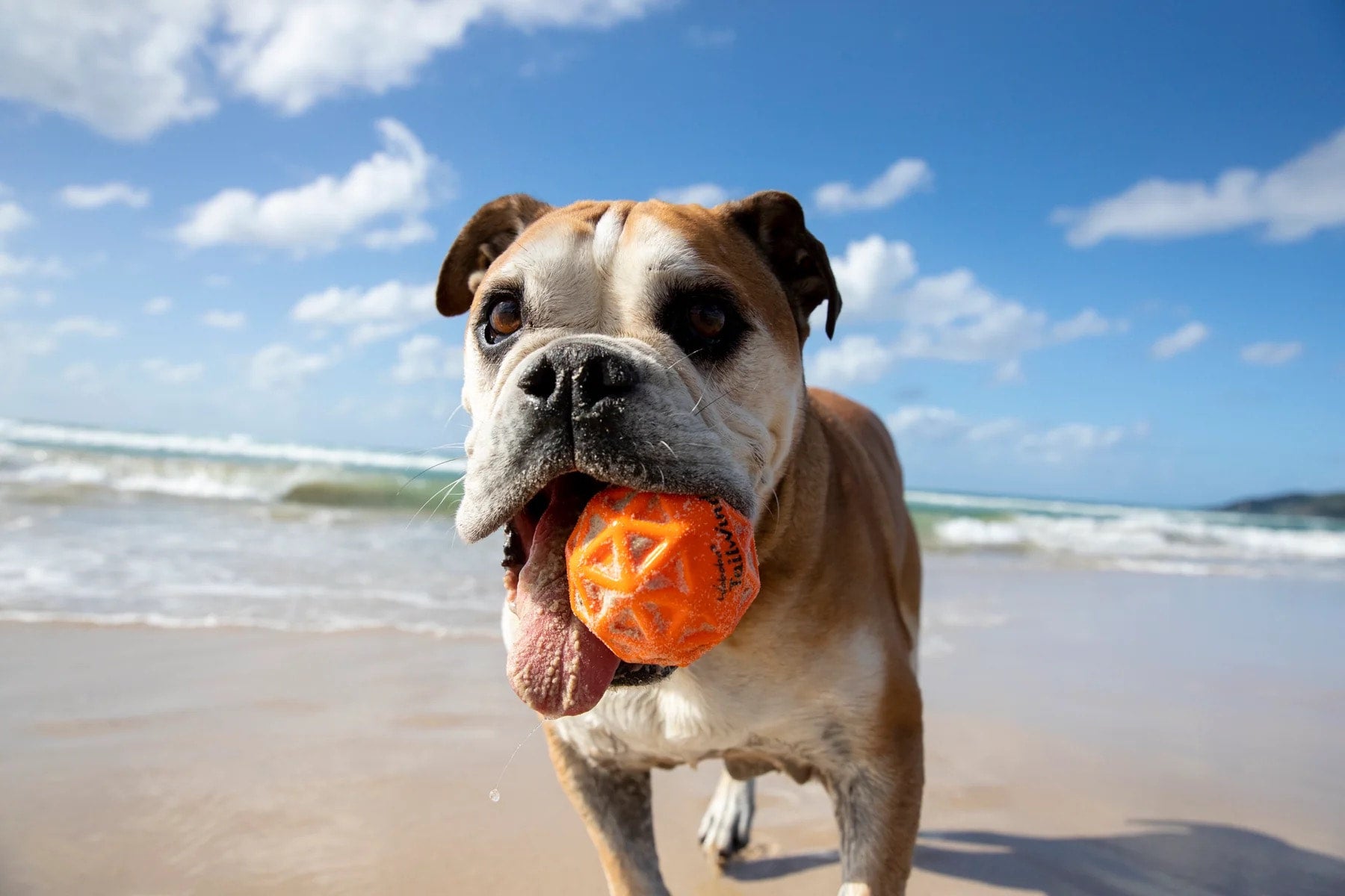 Waboba Tailwind Dog Retrieval Bouncy Ball, photo 1 of 6