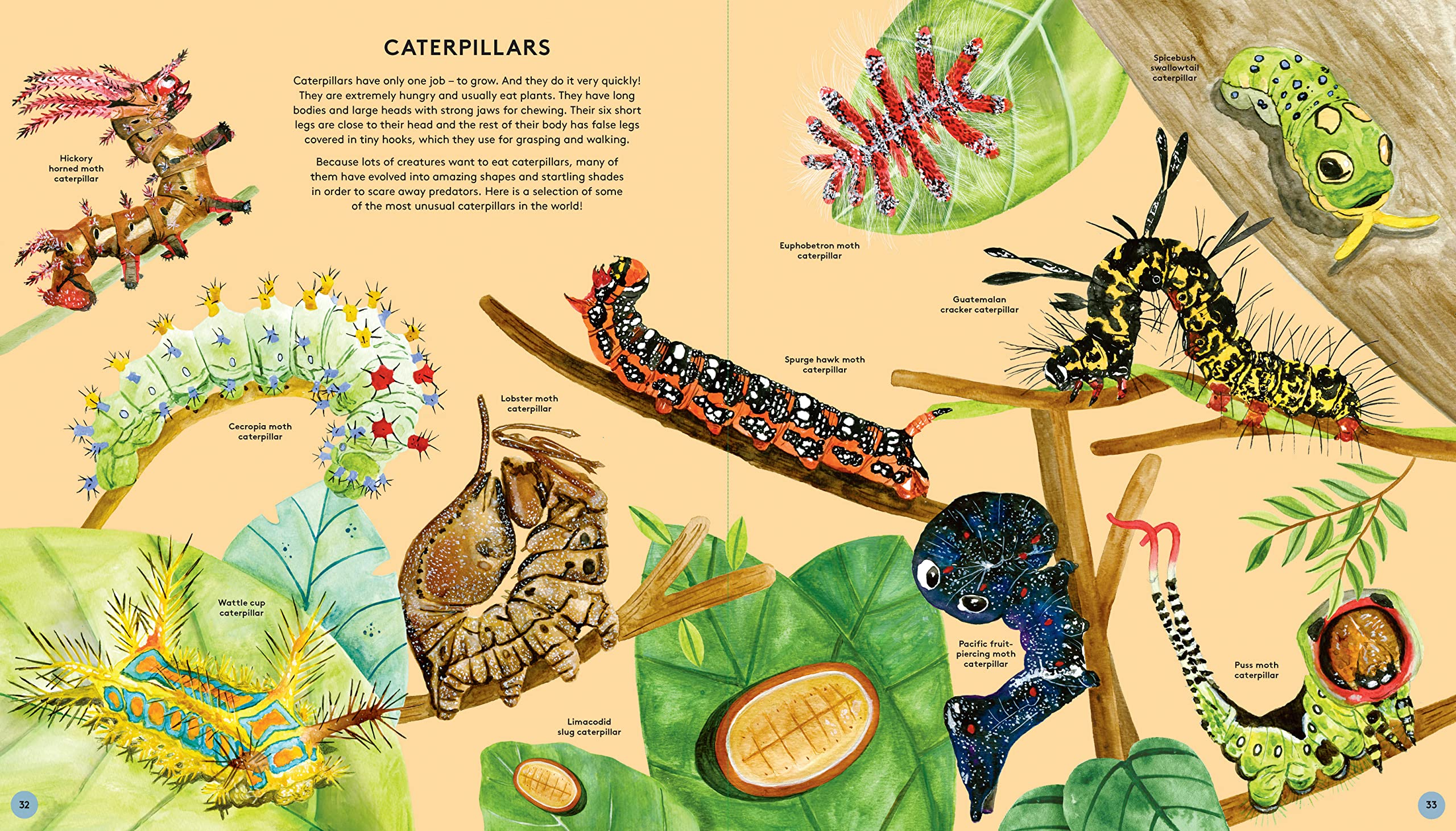 The Secret Life of Butterflies - Hardcover Books, photo 5 of 8