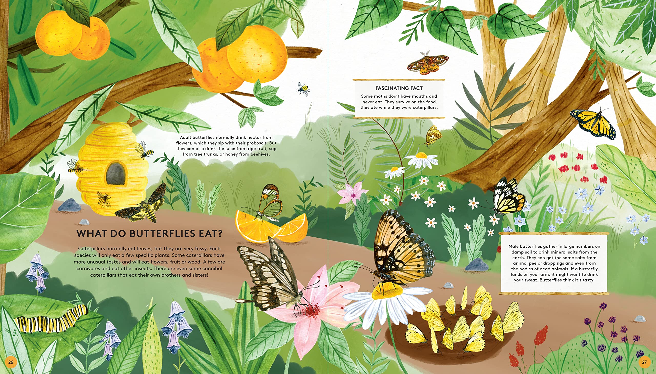 The Secret Life of Butterflies - Hardcover Books, photo 8 of 8