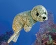 Harbor Seal Puppet- Folkmanis, photo 2 of 3