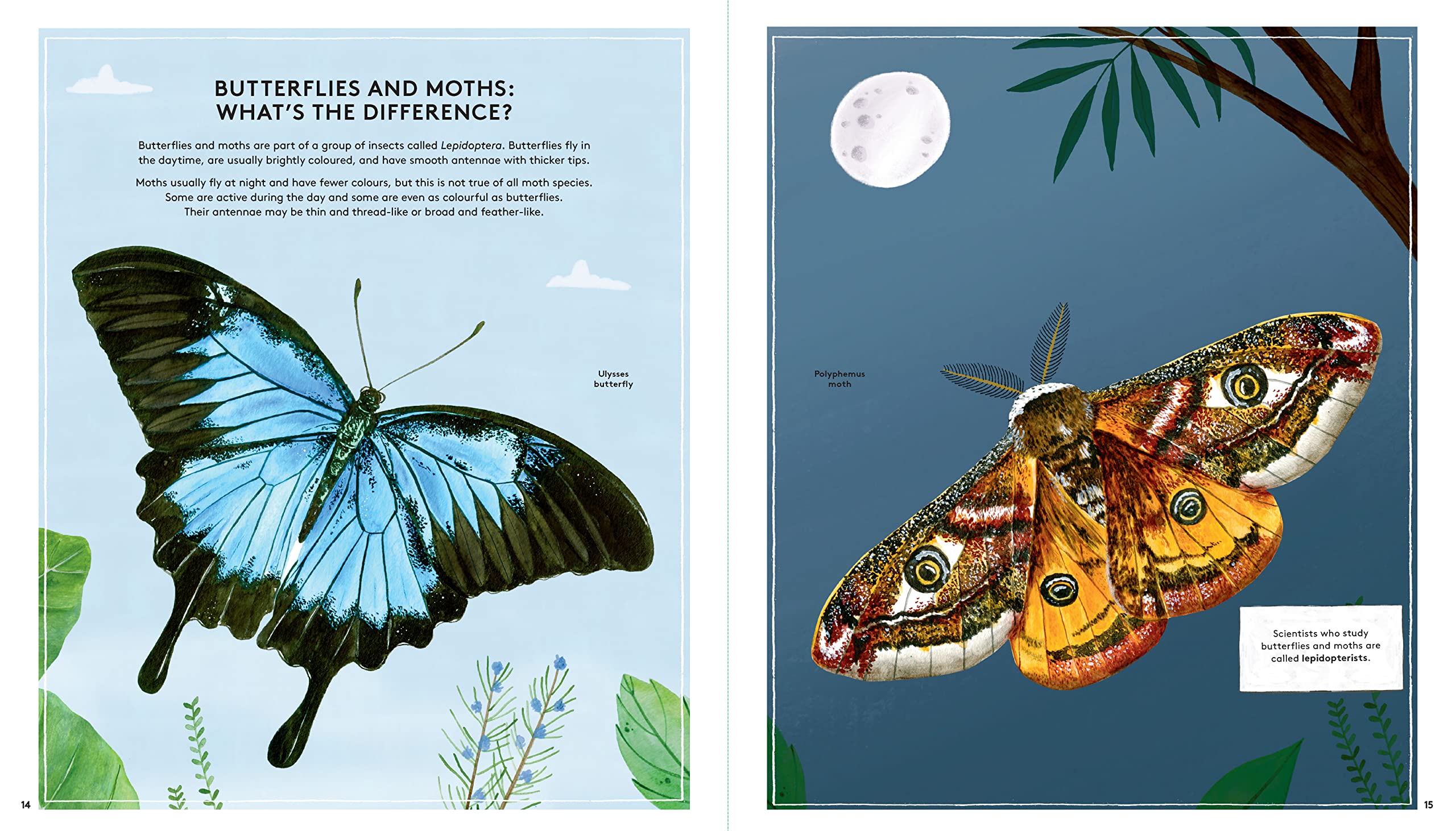 The Secret Life of Butterflies - Hardcover Books, photo 7 of 8