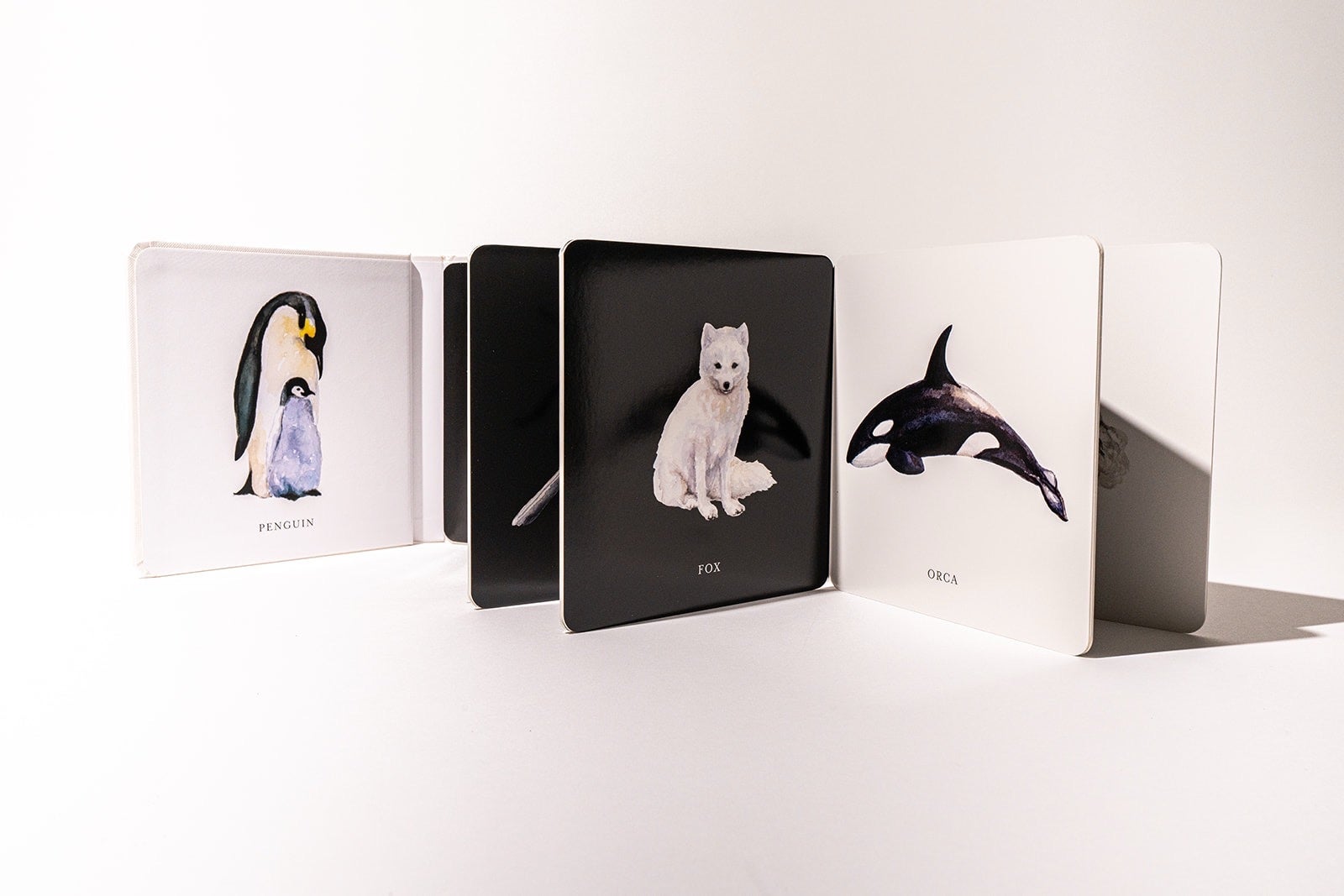 Baby's Black and White Contrast Book by Tabitha Paige - Board Book, photo 3 of 3