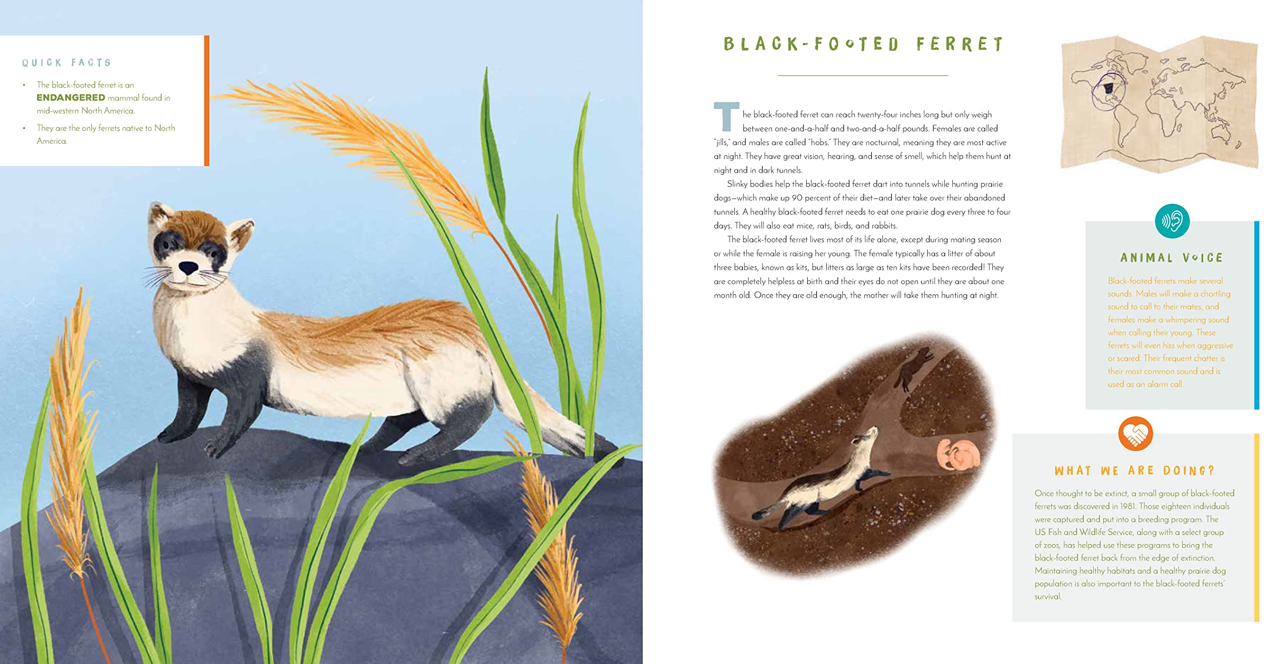 Hear Them Roar! 14 Endangered Animals from Around the World - Listen and Learn - Hardcover Books, photo 6 of 6