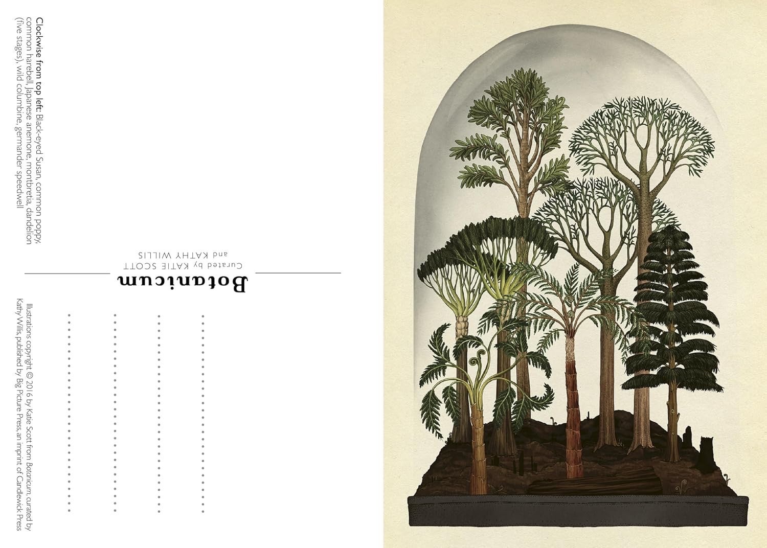 Botanicum Postcards - Welcome to the Museum - Big Picture Press, photo 4 of 5