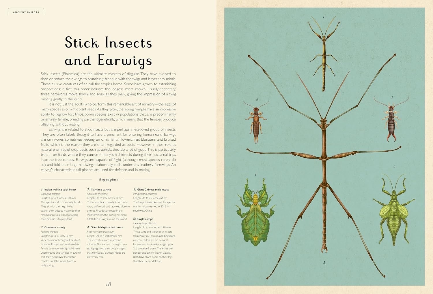 Insectarium - (Welcome to the Museum) by Dave Goulson (Hardcover), photo 3 of 3