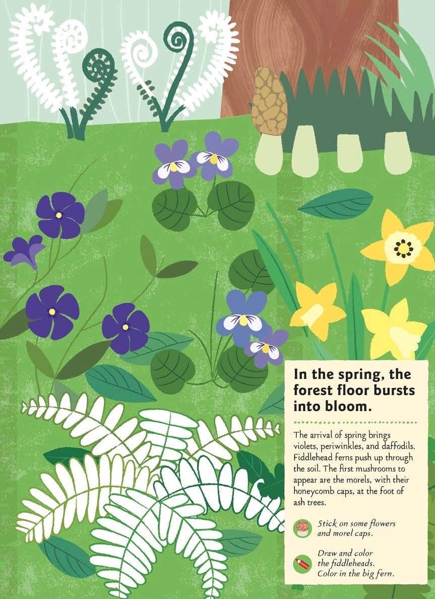 In the Forest: My Nature Activity Sticker Workbooks (Ages 5-8), photo 3 of 6