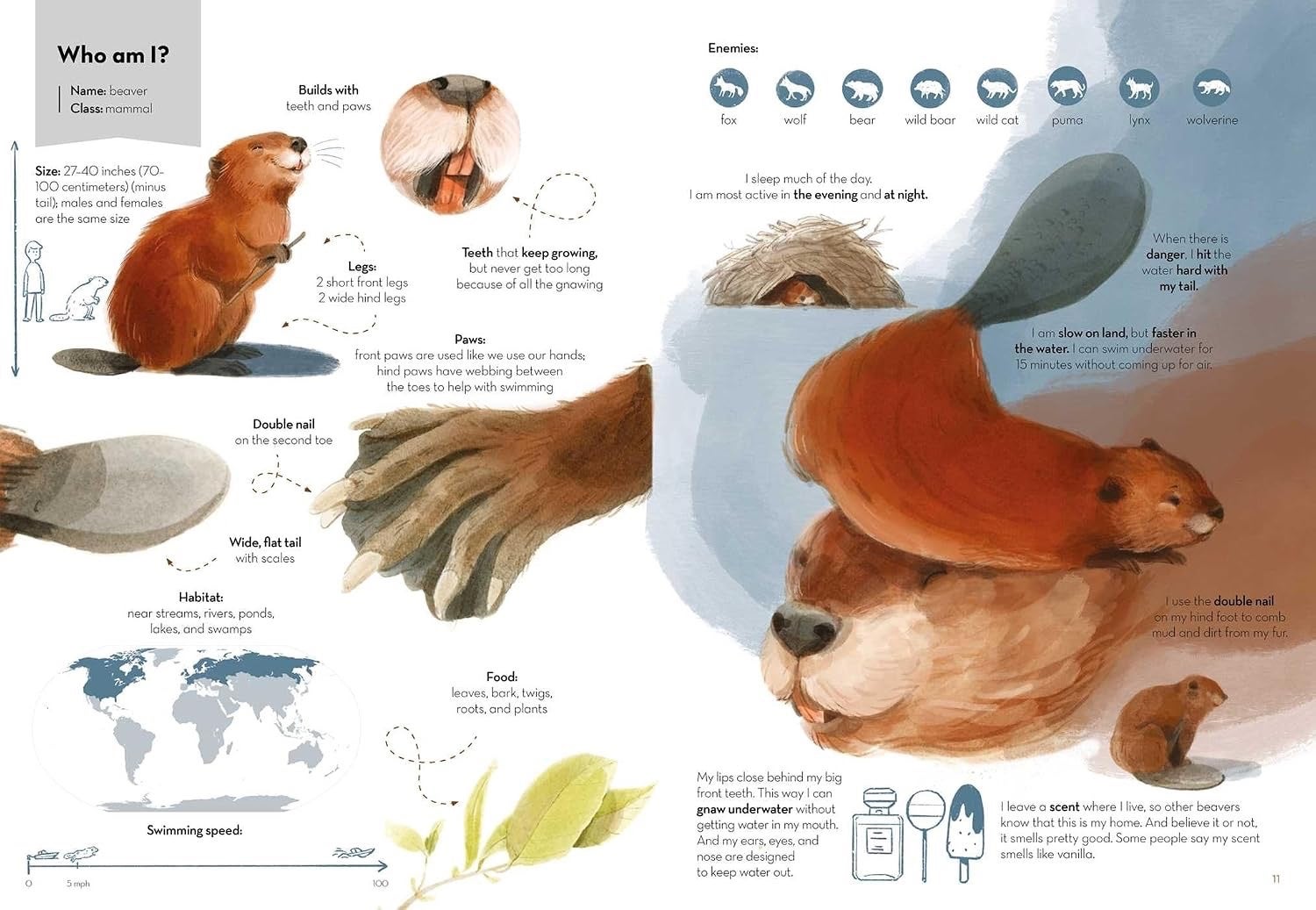 Builders - Super Animals - Hardcover, photo 4 of 5