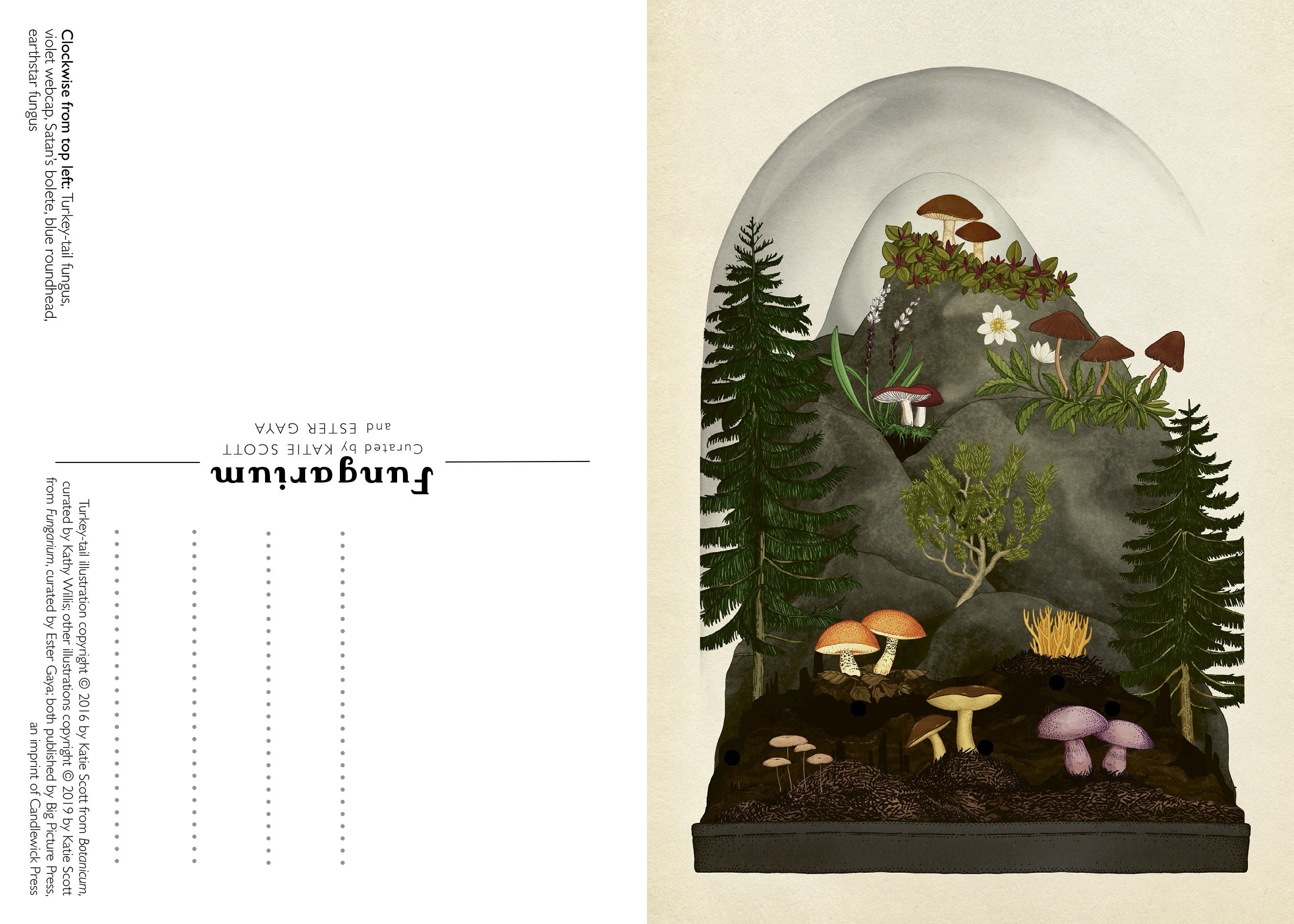 Fungarium Postcard Box Set - Welcome to the Museum, photo 2 of 3