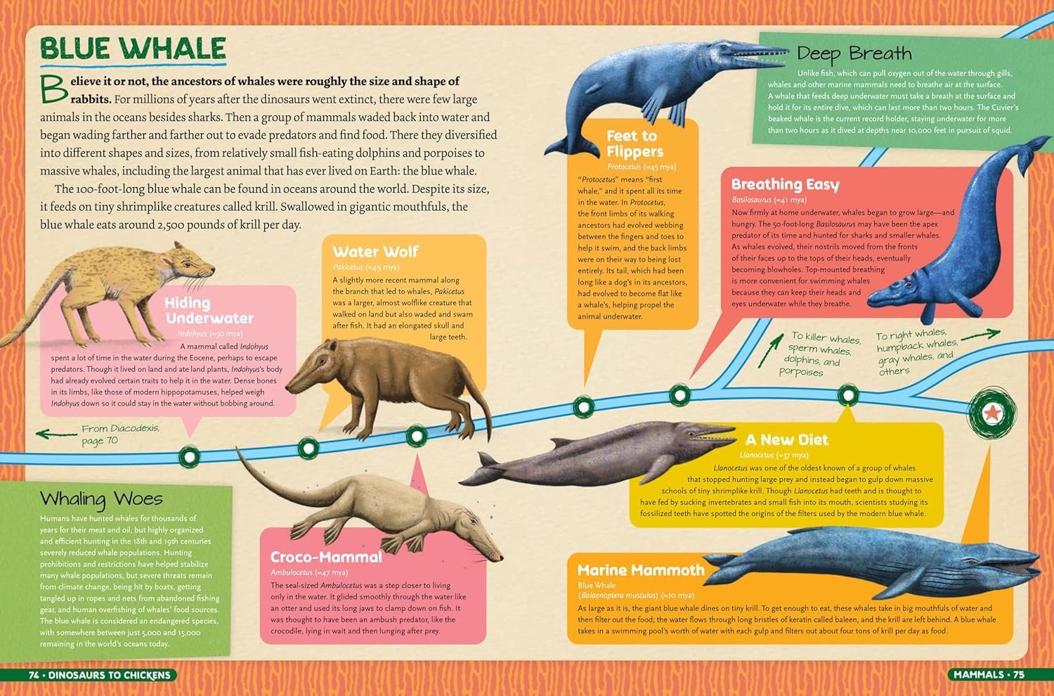 Dinosaurs to Chickens, How Evolution Works - Hardcover Books, photo 4 of 4