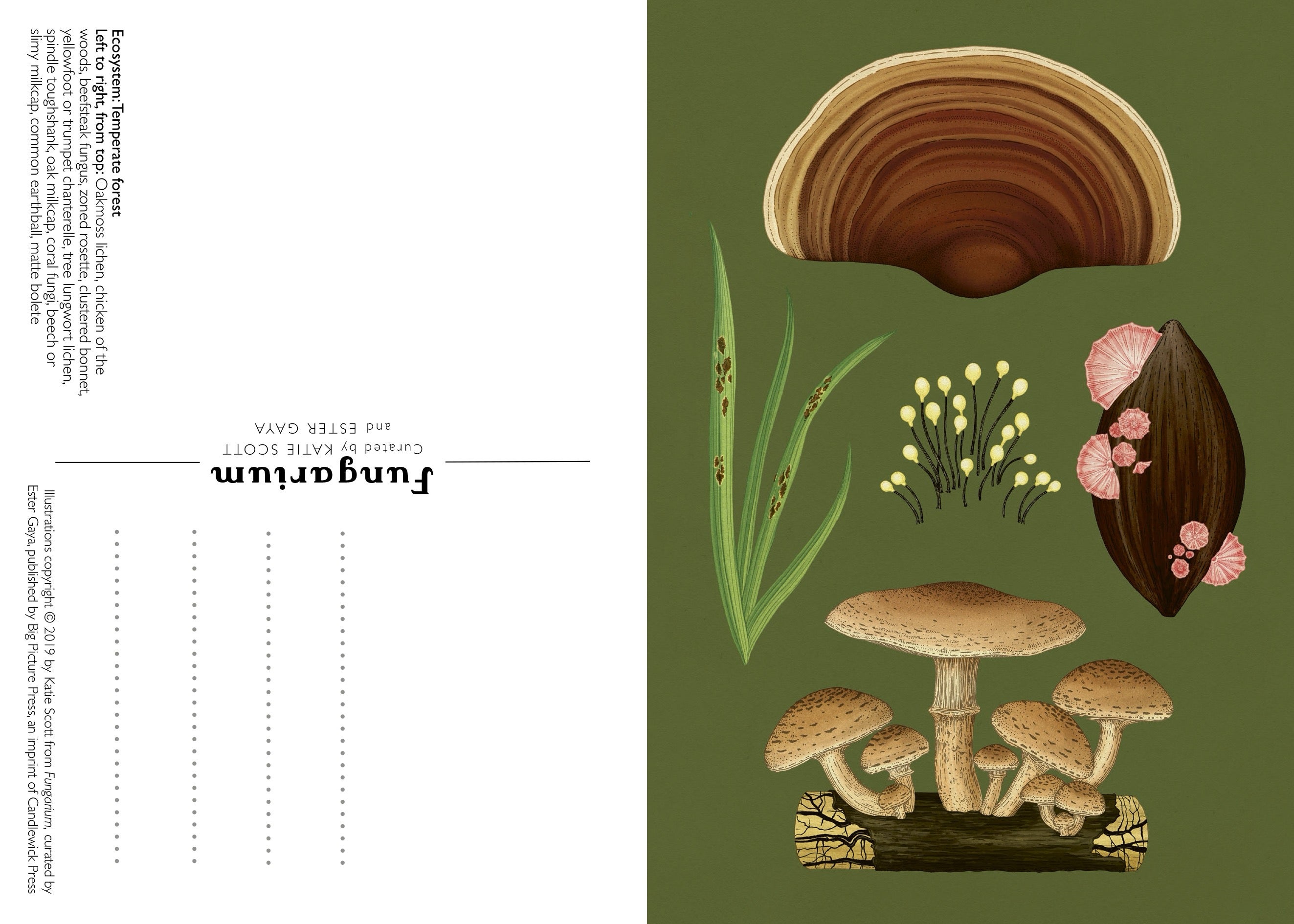 Fungarium Postcard Box Set - Welcome to the Museum, photo 3 of 3