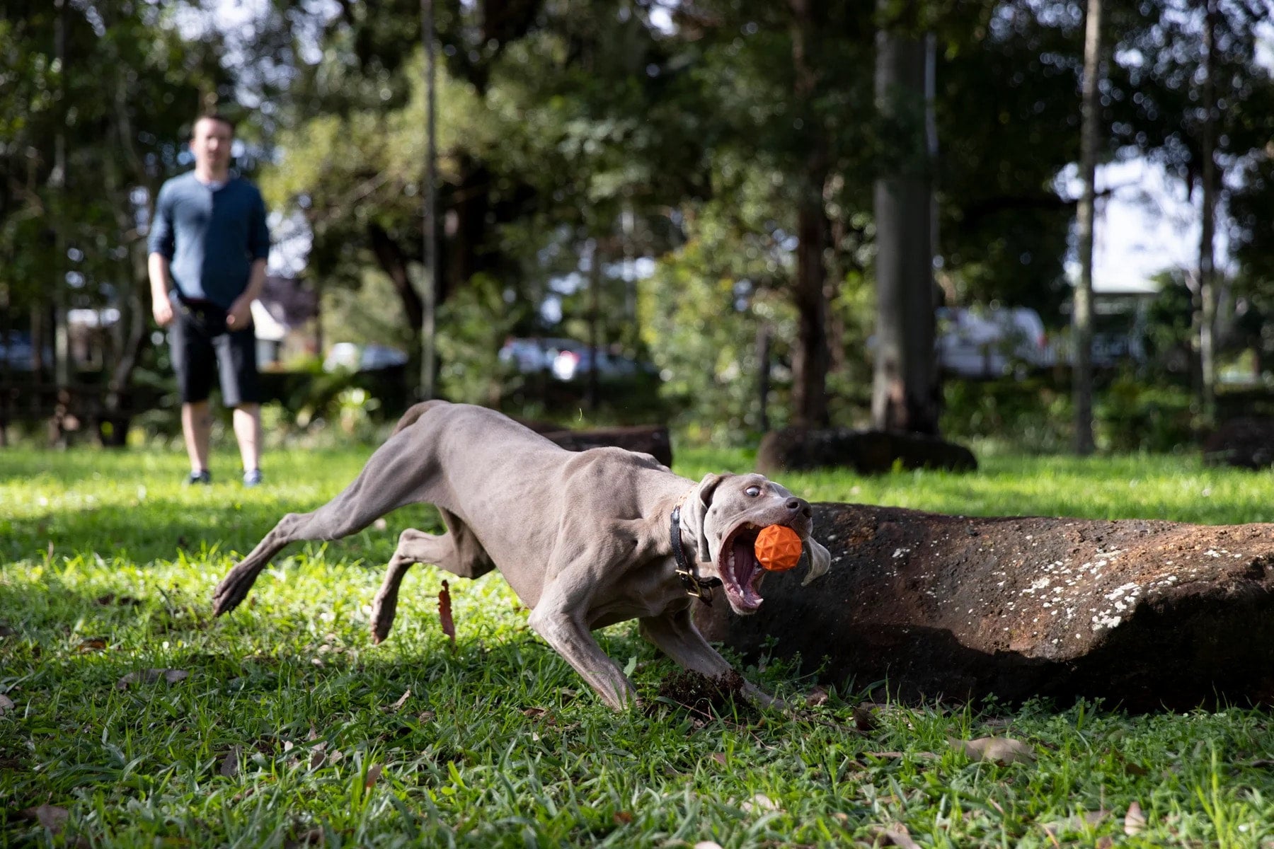 Waboba Tailwind Dog Retrieval Bouncy Ball, photo 2 of 6